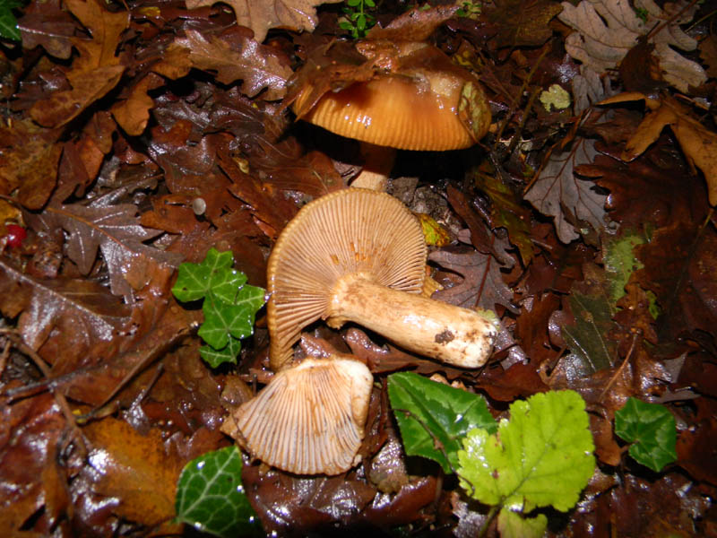 Russula fotog. il 30.11.2010.bosco di Quercia